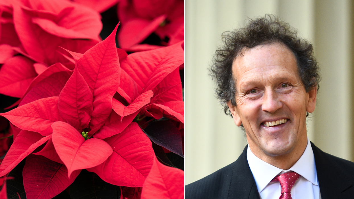 Monty Don poinsettias