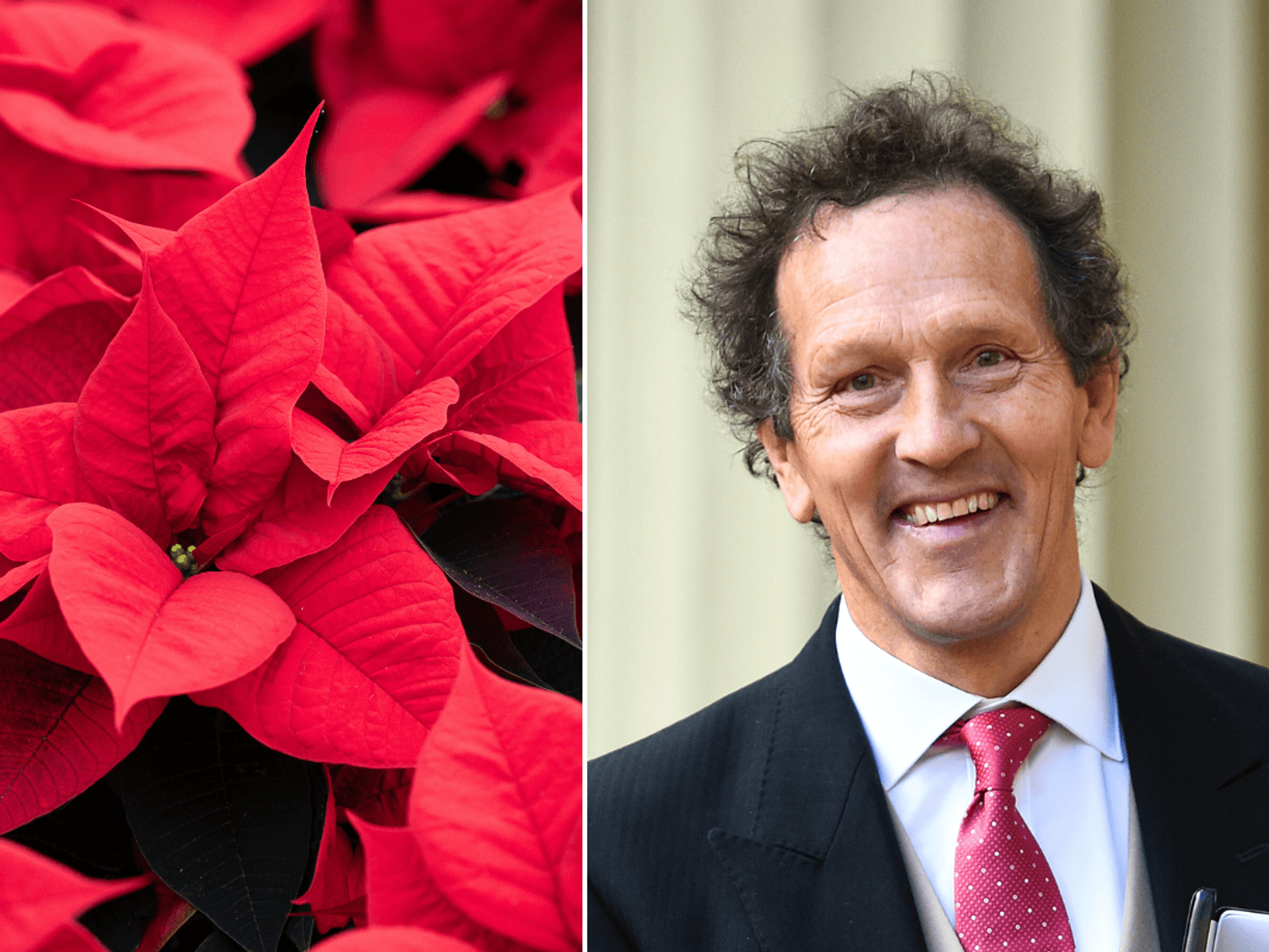 Monty Don poinsettias