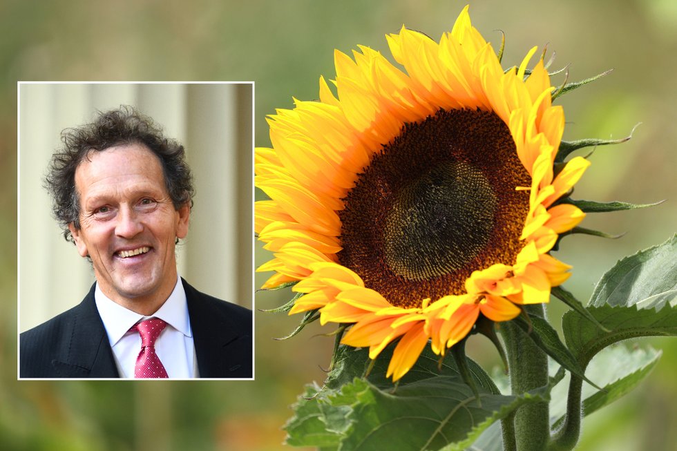Monty Don / sunflower