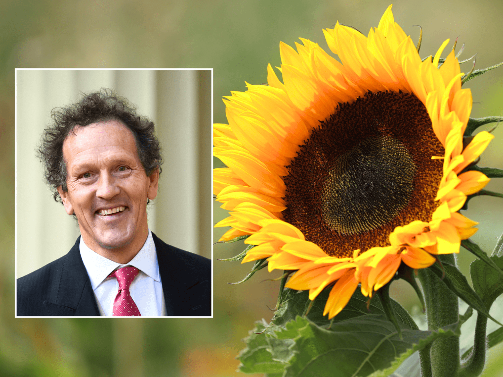 Monty Don / sunflower