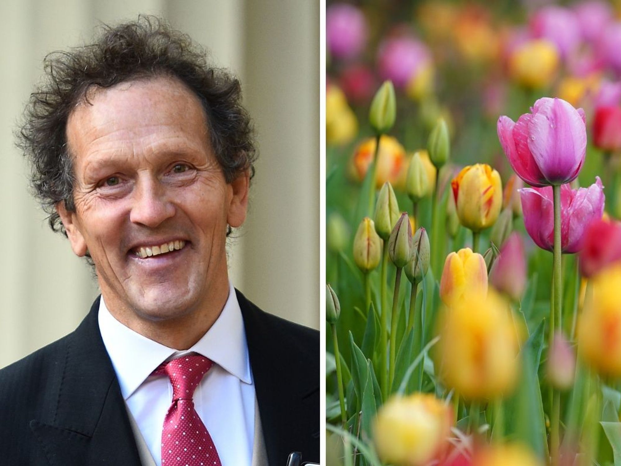 Monty Don, tulips