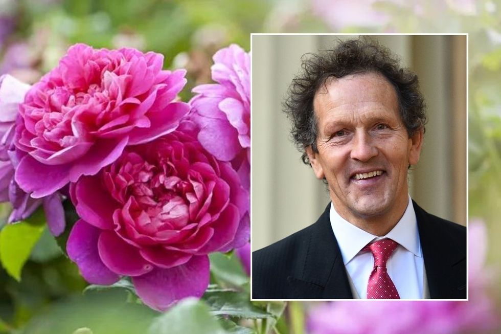 MONTY DON