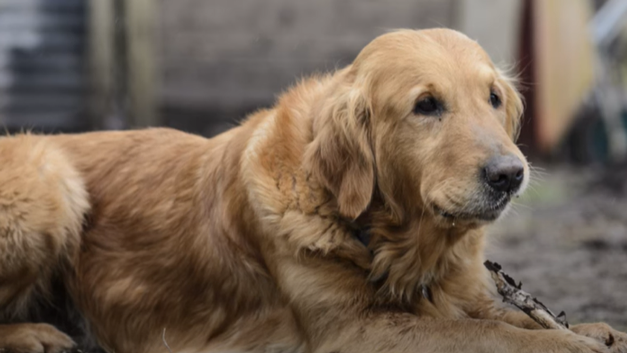 Monty's late dog, Nel