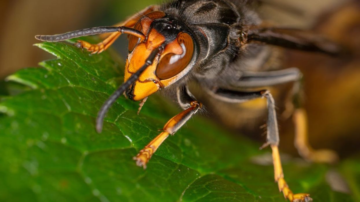 'Killer' Asian hornets feared to be swarming UK as nests found in Jersey