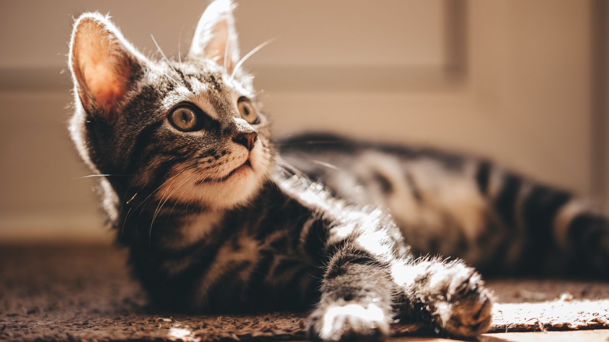 Four fatal cat poisonings prompt urgent pet safety warning
