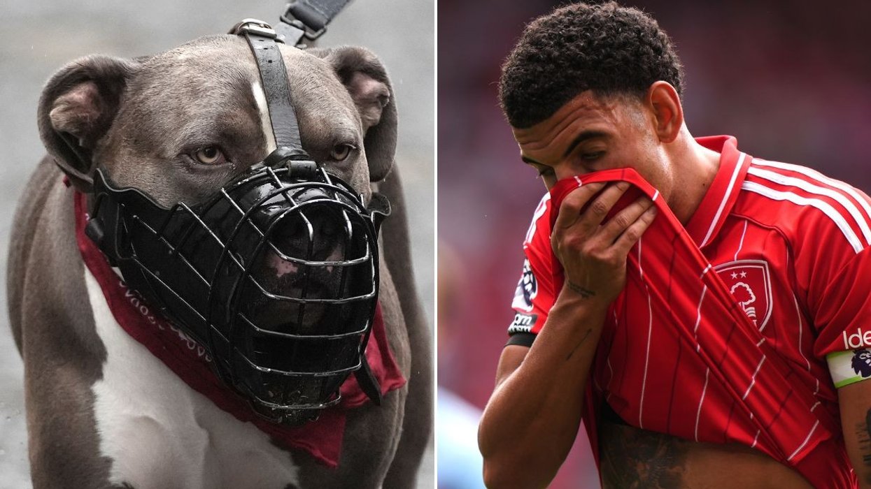 Morgan Gibbs-White will appear before a civil court next month regarding his allegedly unregistered XL Bully dog