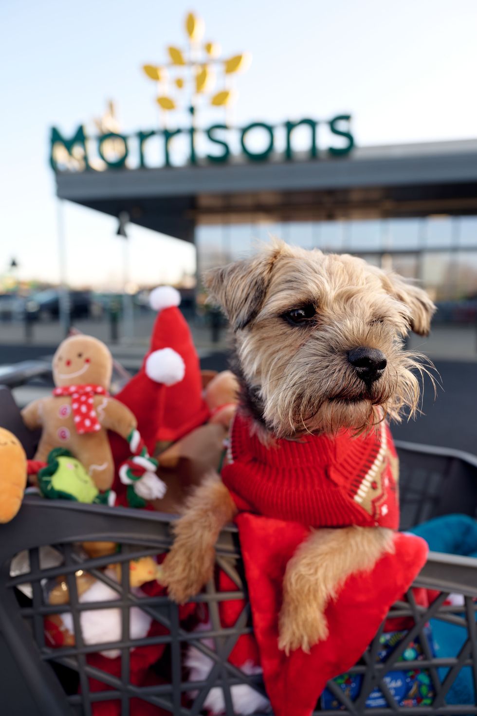 Morrisons Christmas Pet Range