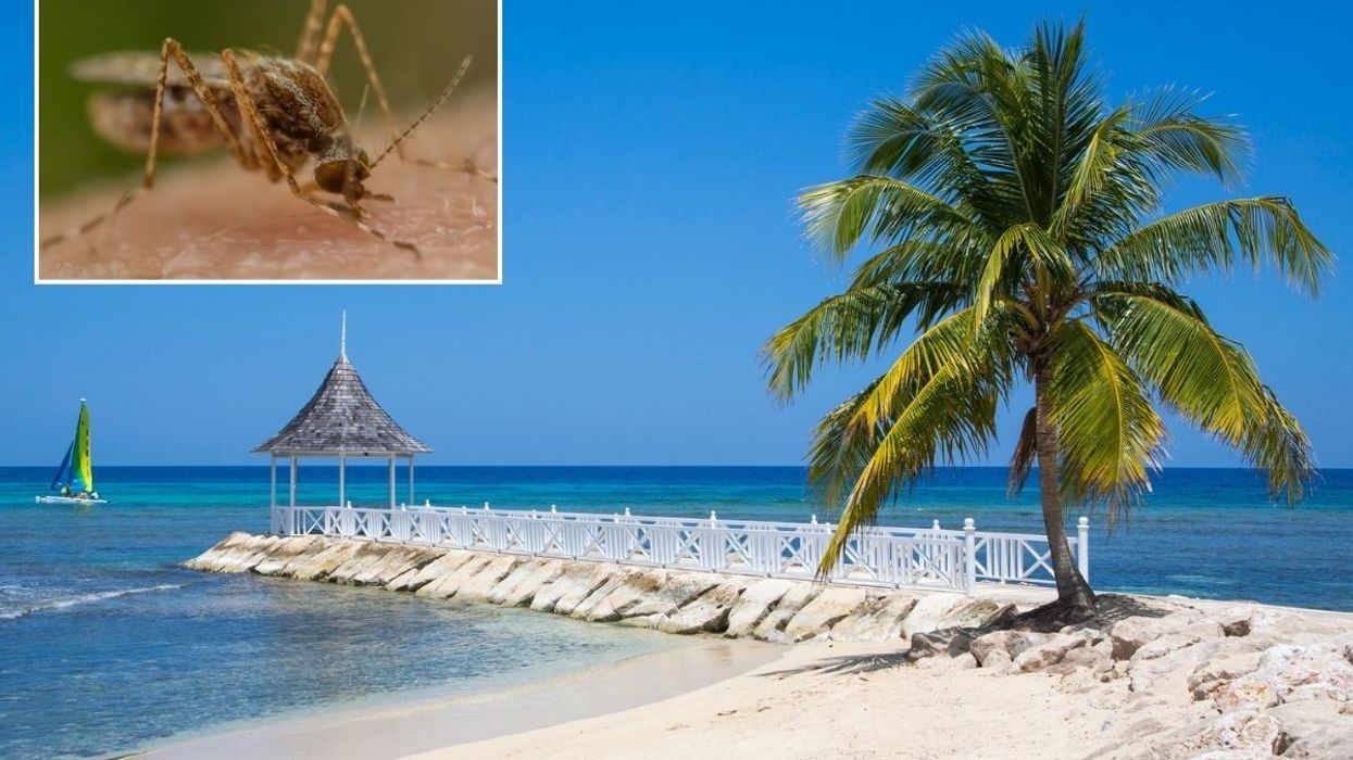 Mosquito carrying disease / Beach in Jamaica