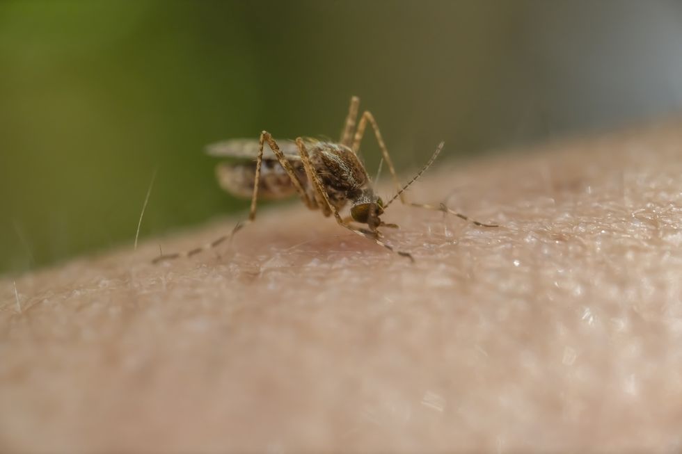 Mosquito carrying malaria