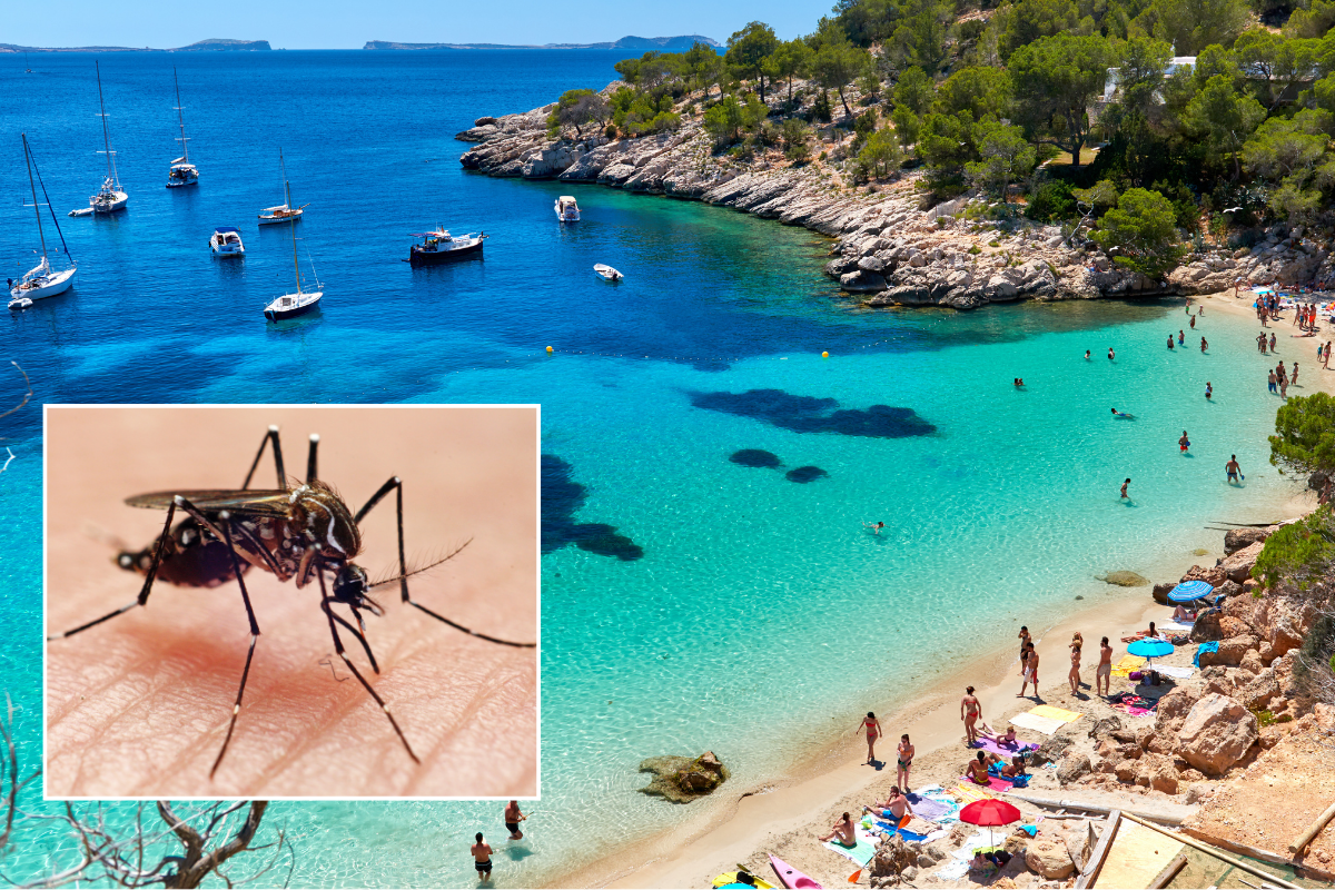 Mosquito Ibiza Spain