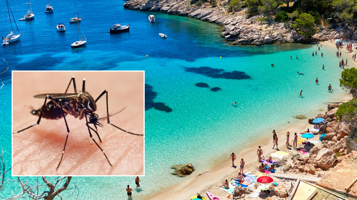 Mosquito Ibiza Spain