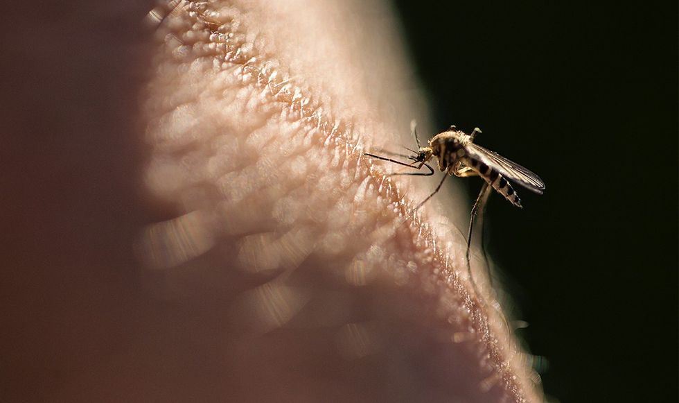 Mosquito on arm