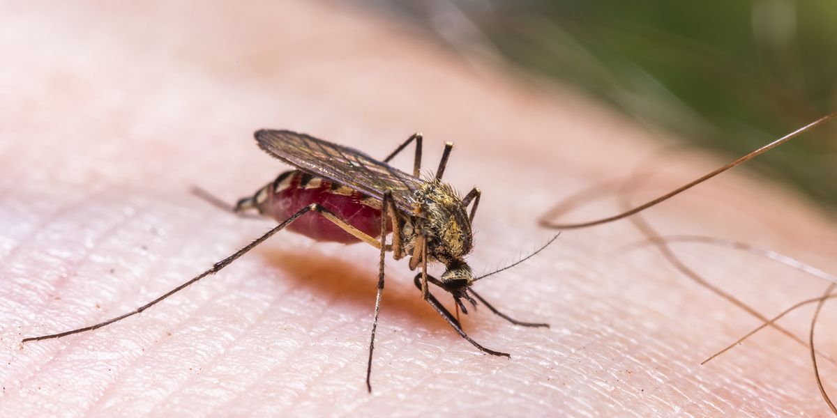 NextImg:UK installs mosquito traps across south amid dengue fever fears