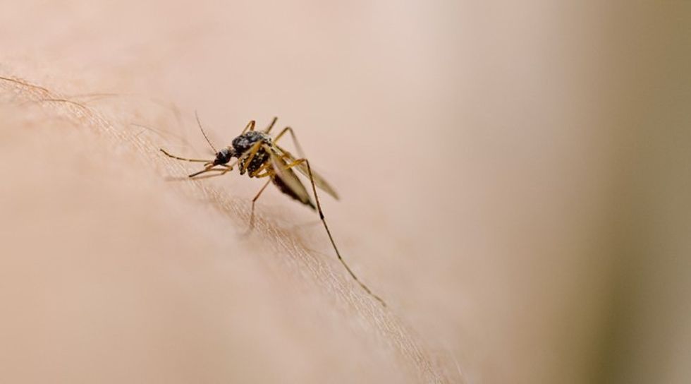 MOSQUITO