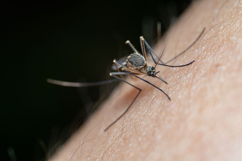 mosquito