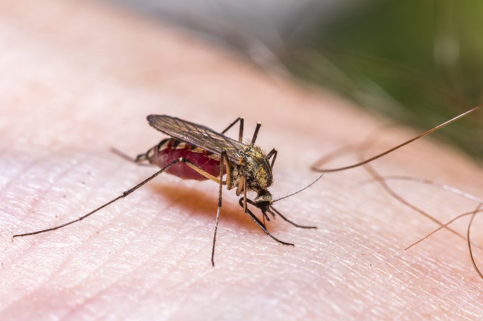 mosquito