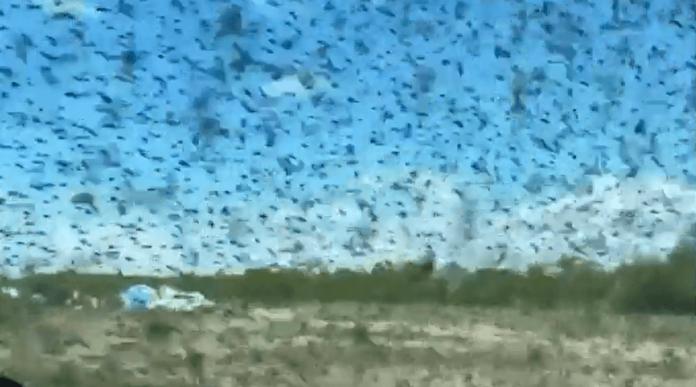 mosquitoes