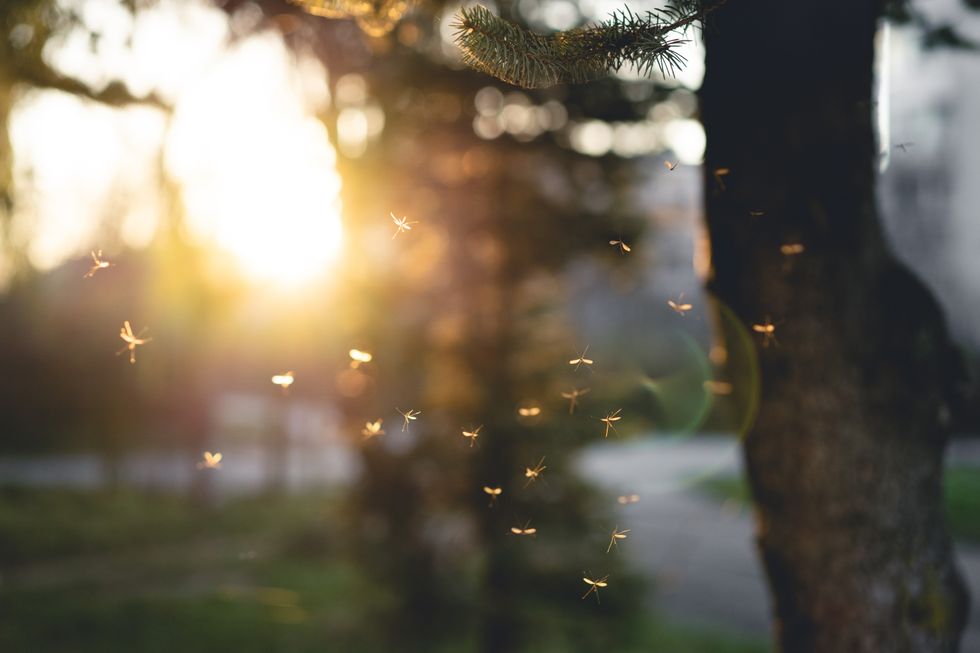 Mosquitos in a sunset