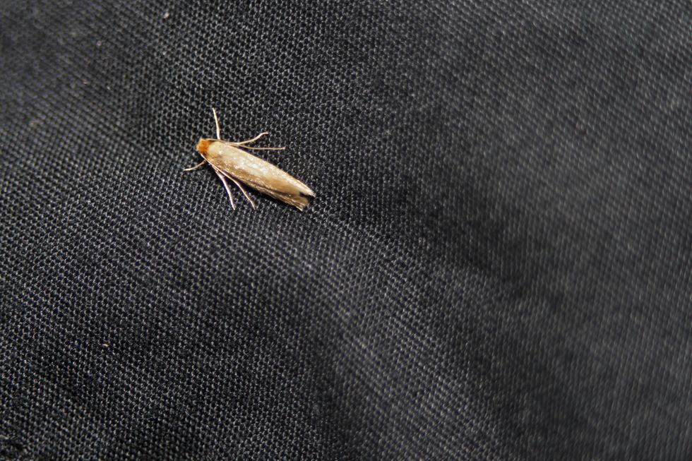 'Keep moths from entering home' and destroying clothes with 'easy and