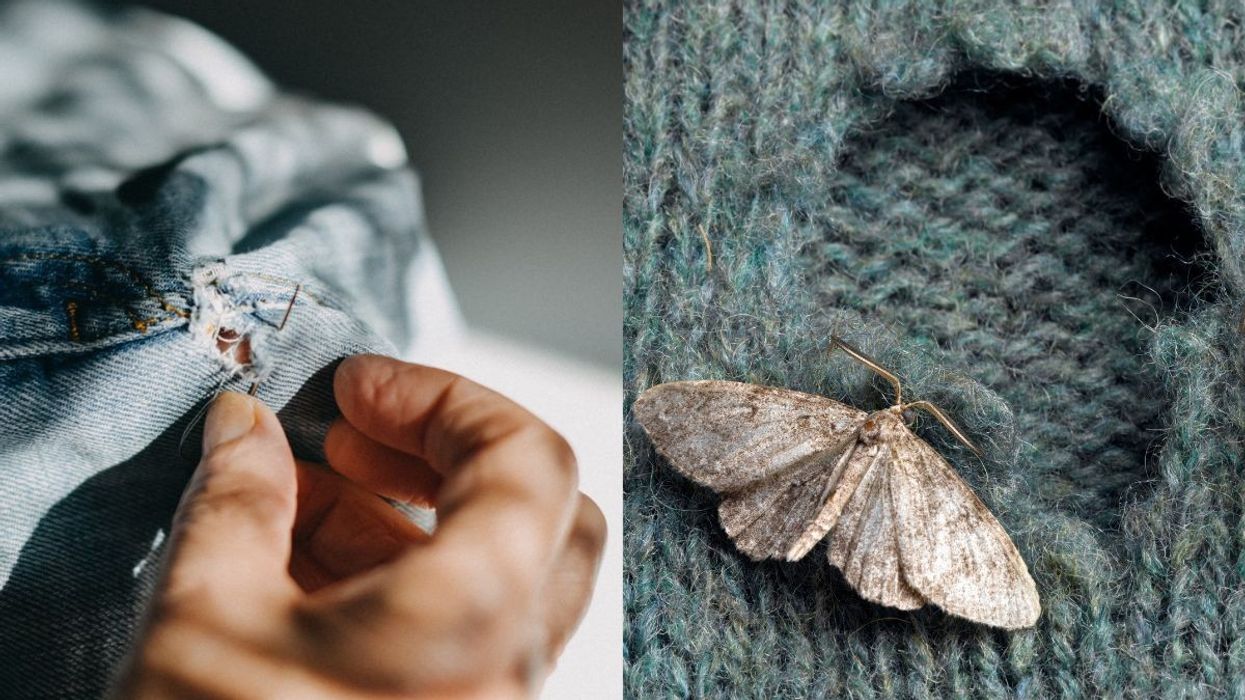 moths feeding on clothes