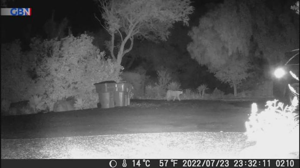 Meghan Markle and Prince Harry told to ‘secure home’ after mountain lion spotted near Montecito mansion
