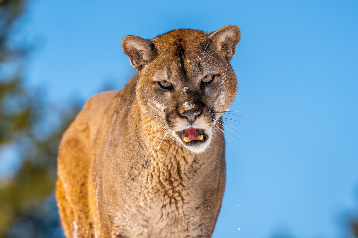 Mountain lion