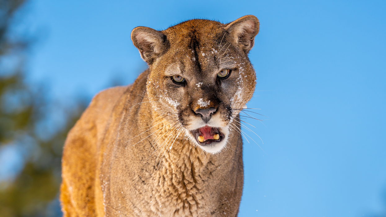 Mountain lion