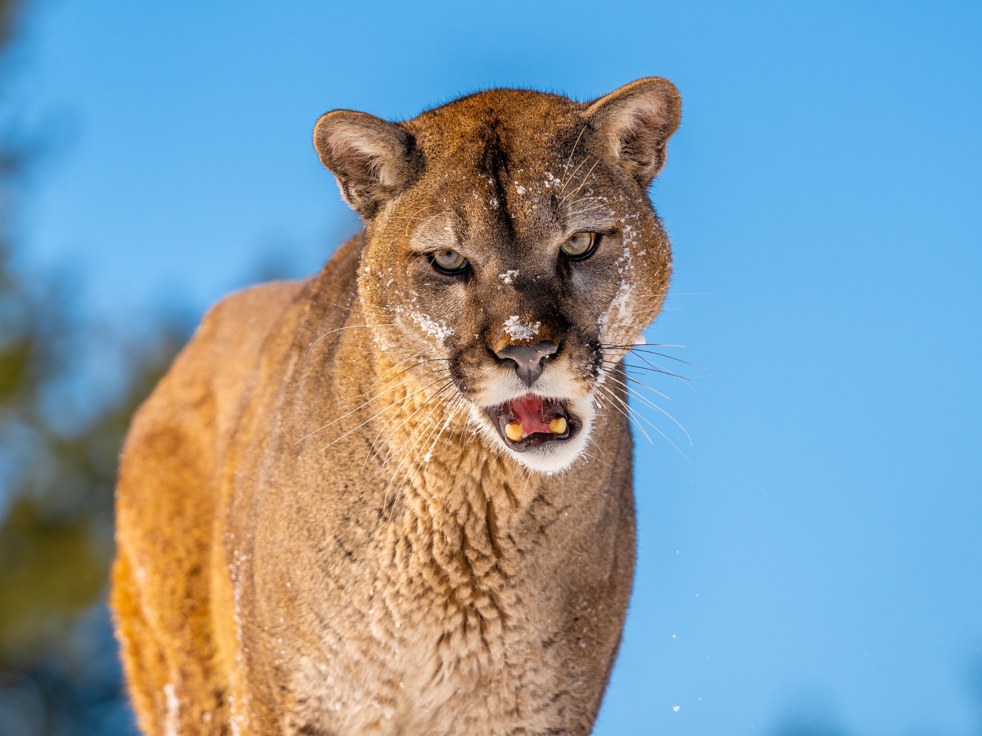 Mountain lion