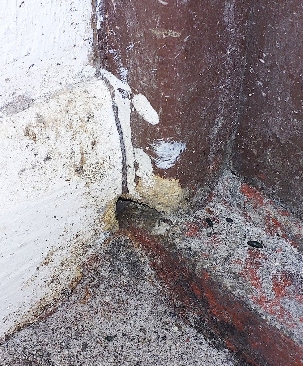mouse droppings