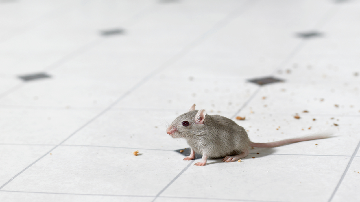 Mouse in kitchen
