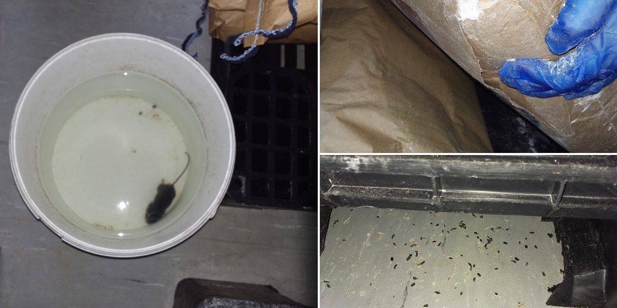 NextImg:Bakery slammed with £21k fine after 'awful' mouse infestation discovered - 'Worst I've ever seen!'