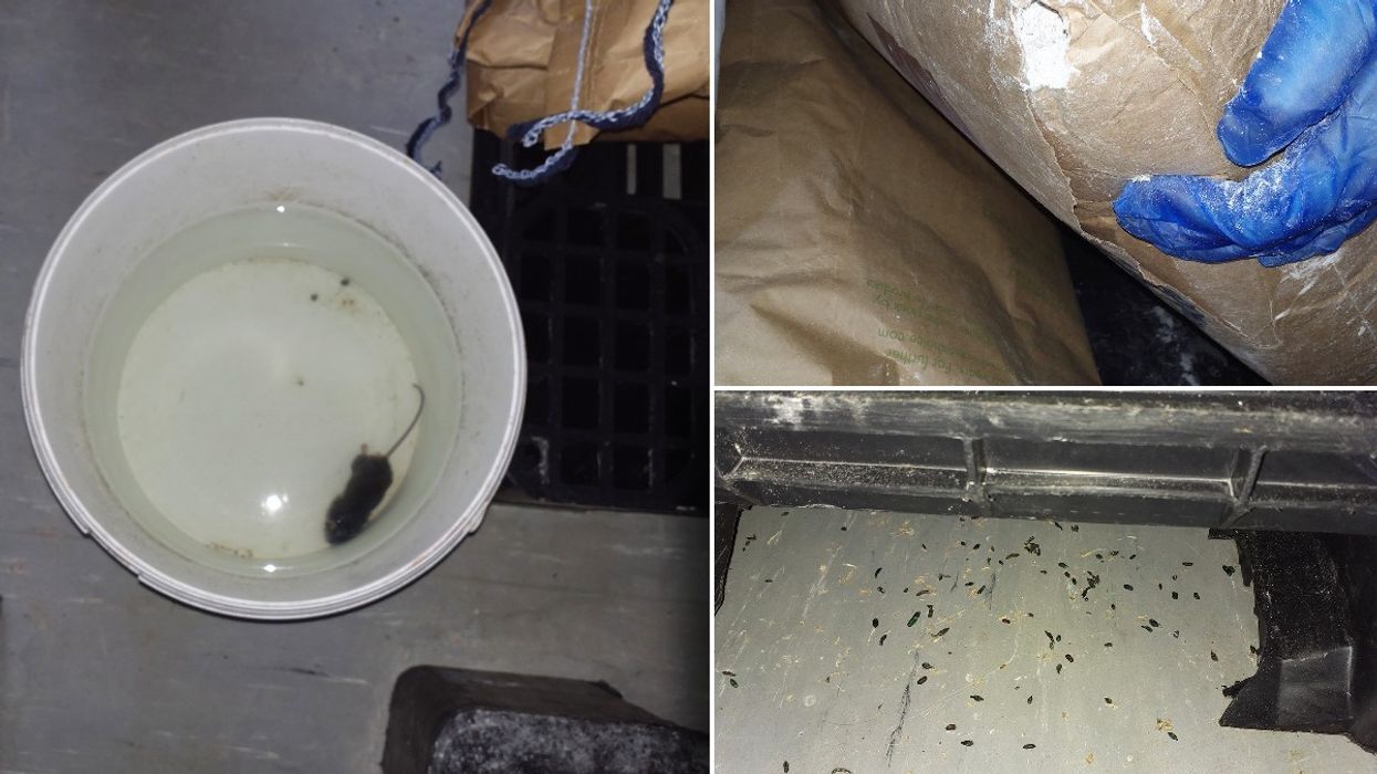 Mouse infestation in Nottinghamshire bakery