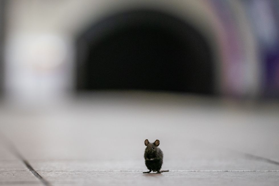 mouse on station platform