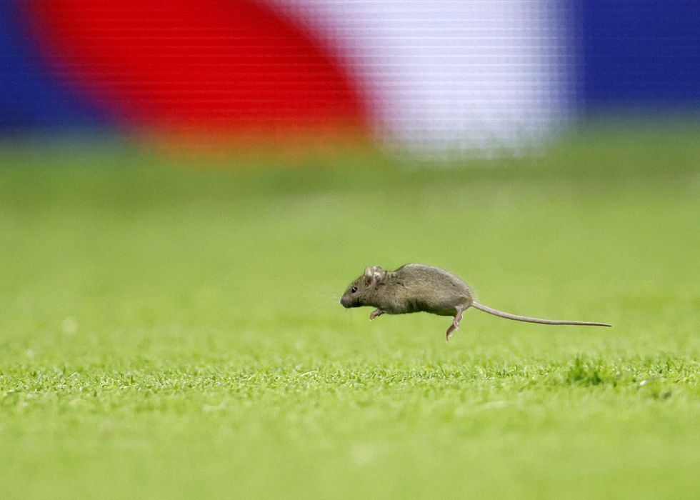 Mouse running on football stadium