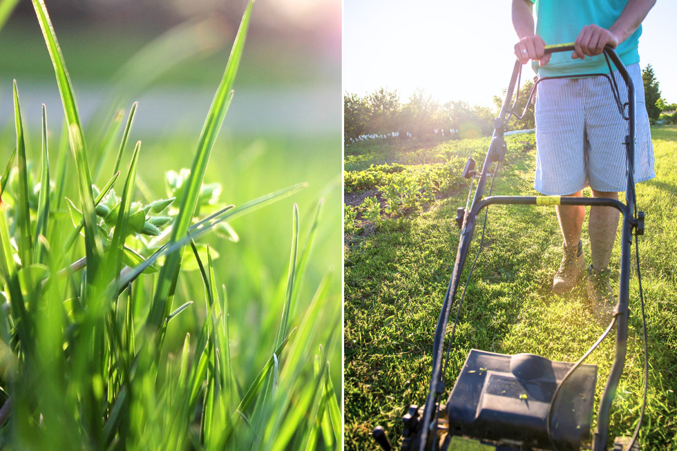 Mowing the lawn / grass