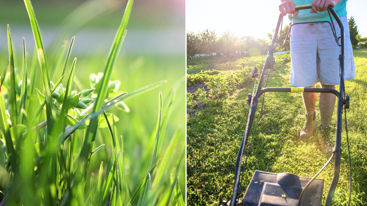 Mowing the lawn