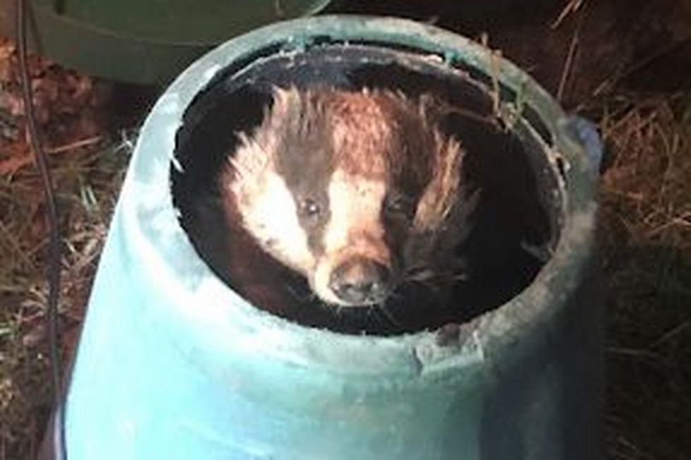 Mr Badger stuck in compost bin