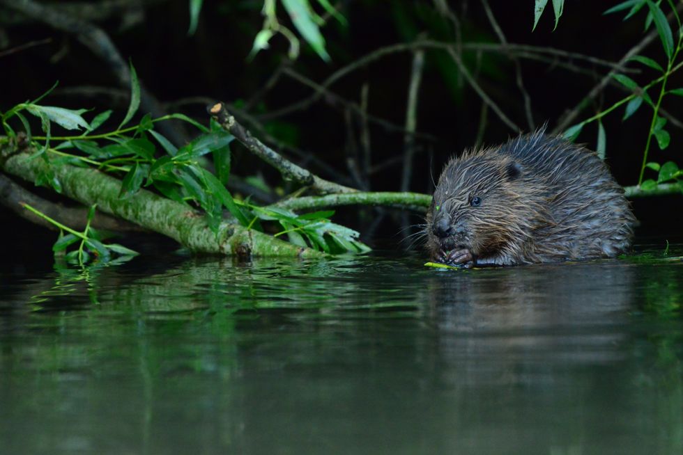 Beavers go wild in Avon catchment for first time in 400 years