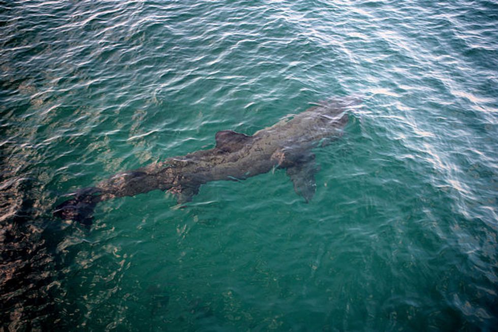 Mr Brace said people he's spoken to believe they saw a basking shark