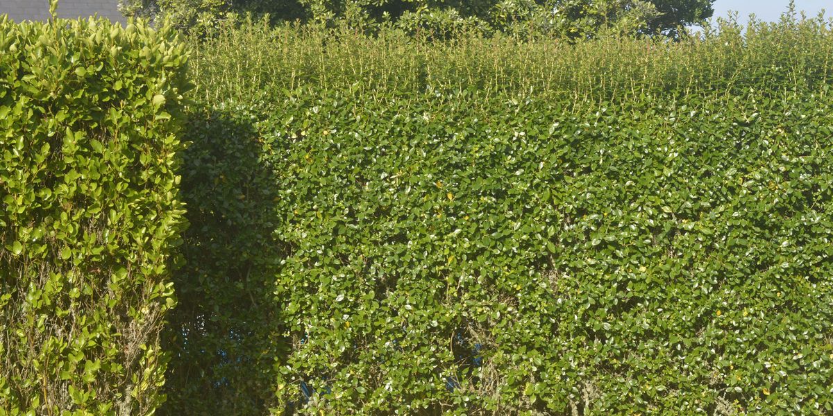 NextImg:Council charges man nearly £4,000 to 'look into hedgerow dispute with neighbour'