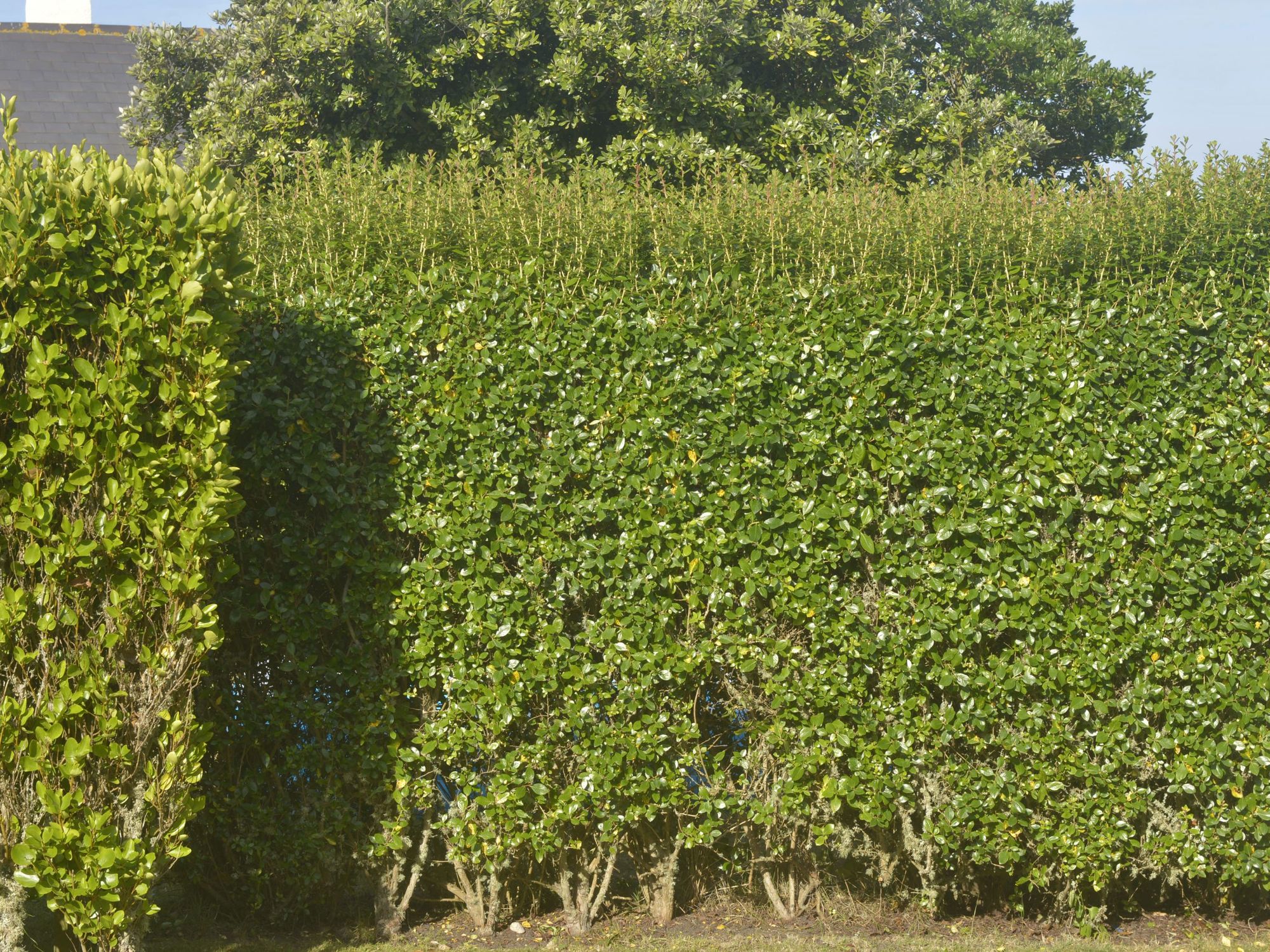 Council charges man nearly £4,000 to 'look into hedgerow dispute with neighbour'