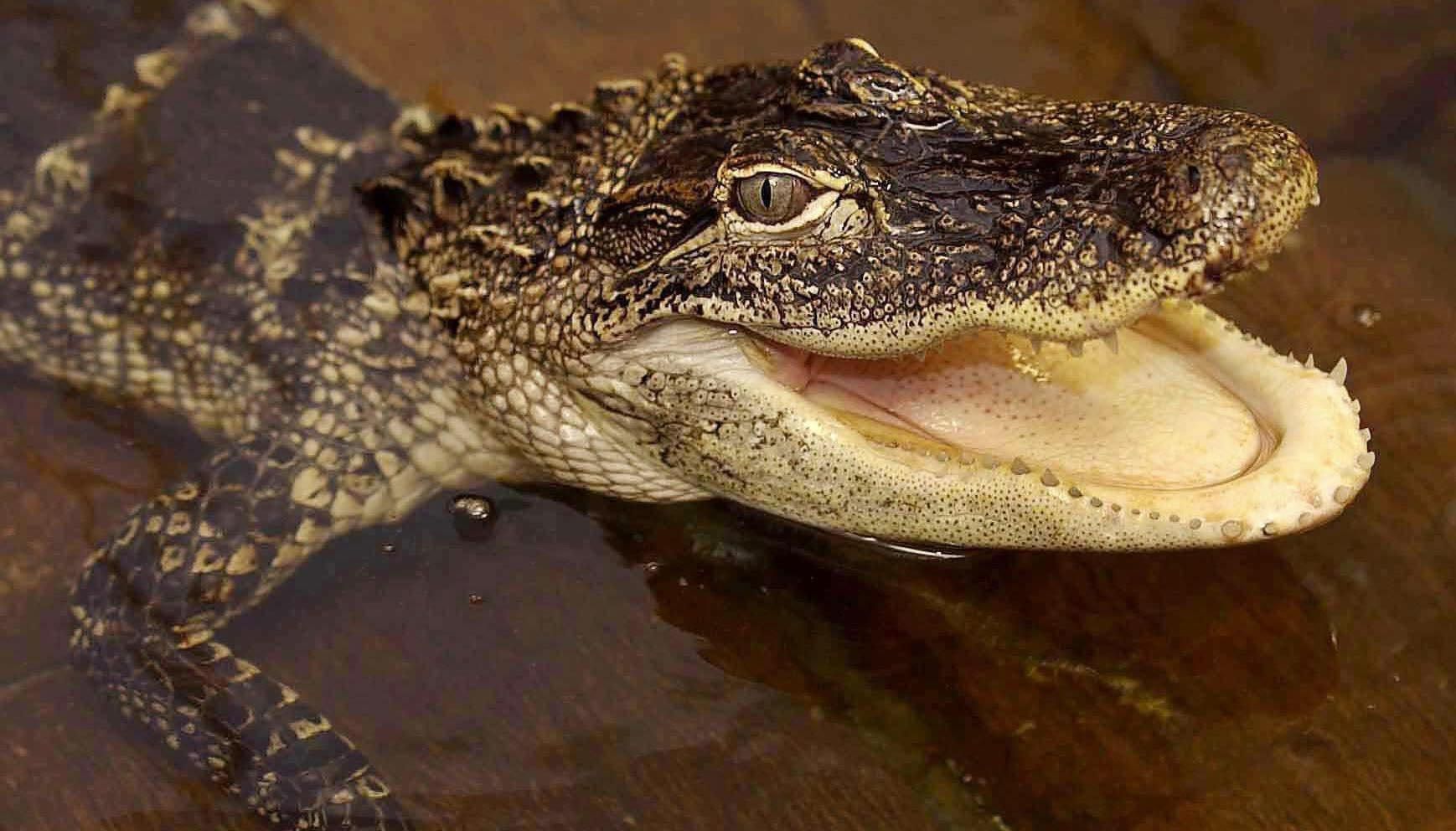 Mr Merda soon found the lake was infested with alligators.