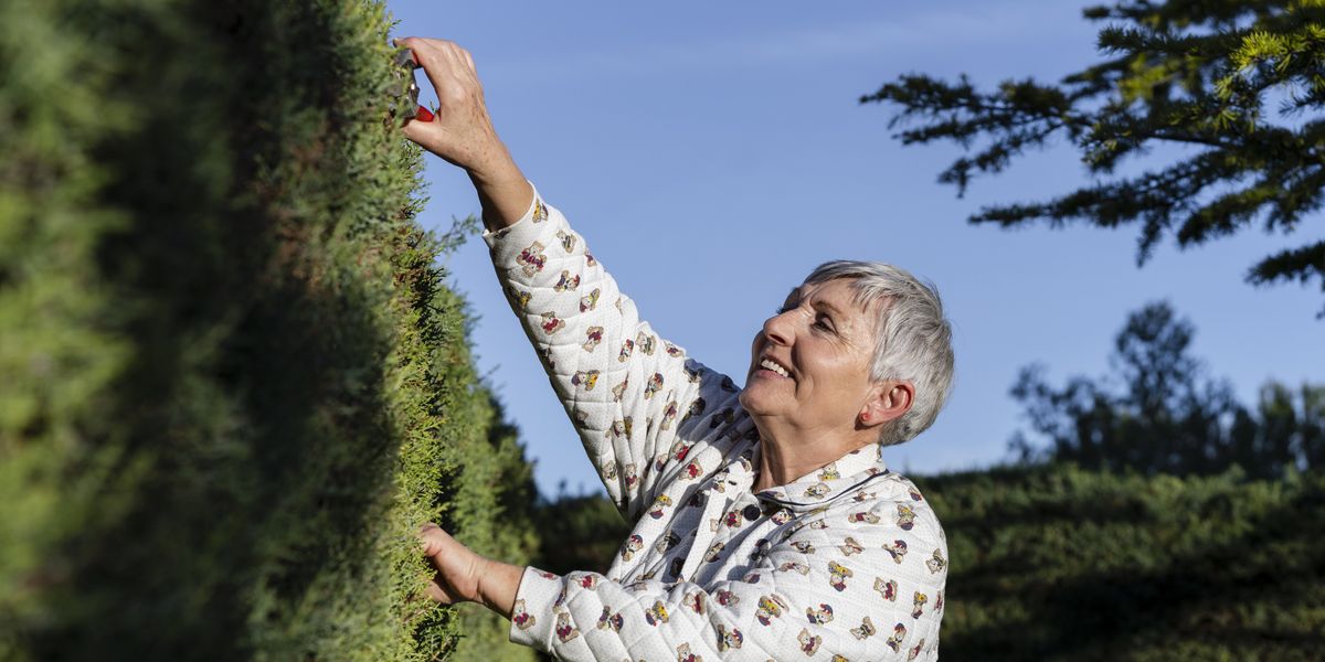 Grandmother vows to chain herself to hedge after neighbour threatens to cut it down Grandmother vows to chain herself to hedge after neighbour threatens to cut it down