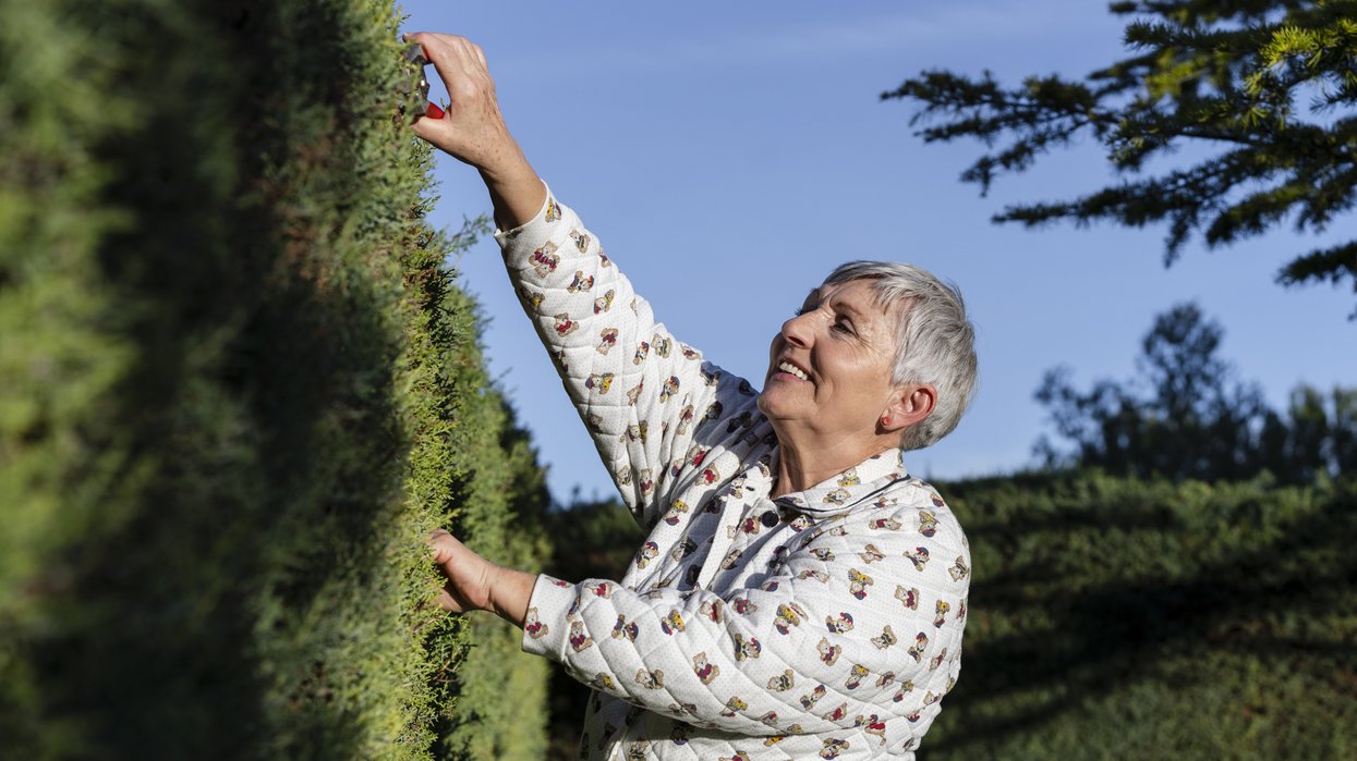 Grandmother vows to chain herself to hedge after neighbour threatens to cut it down