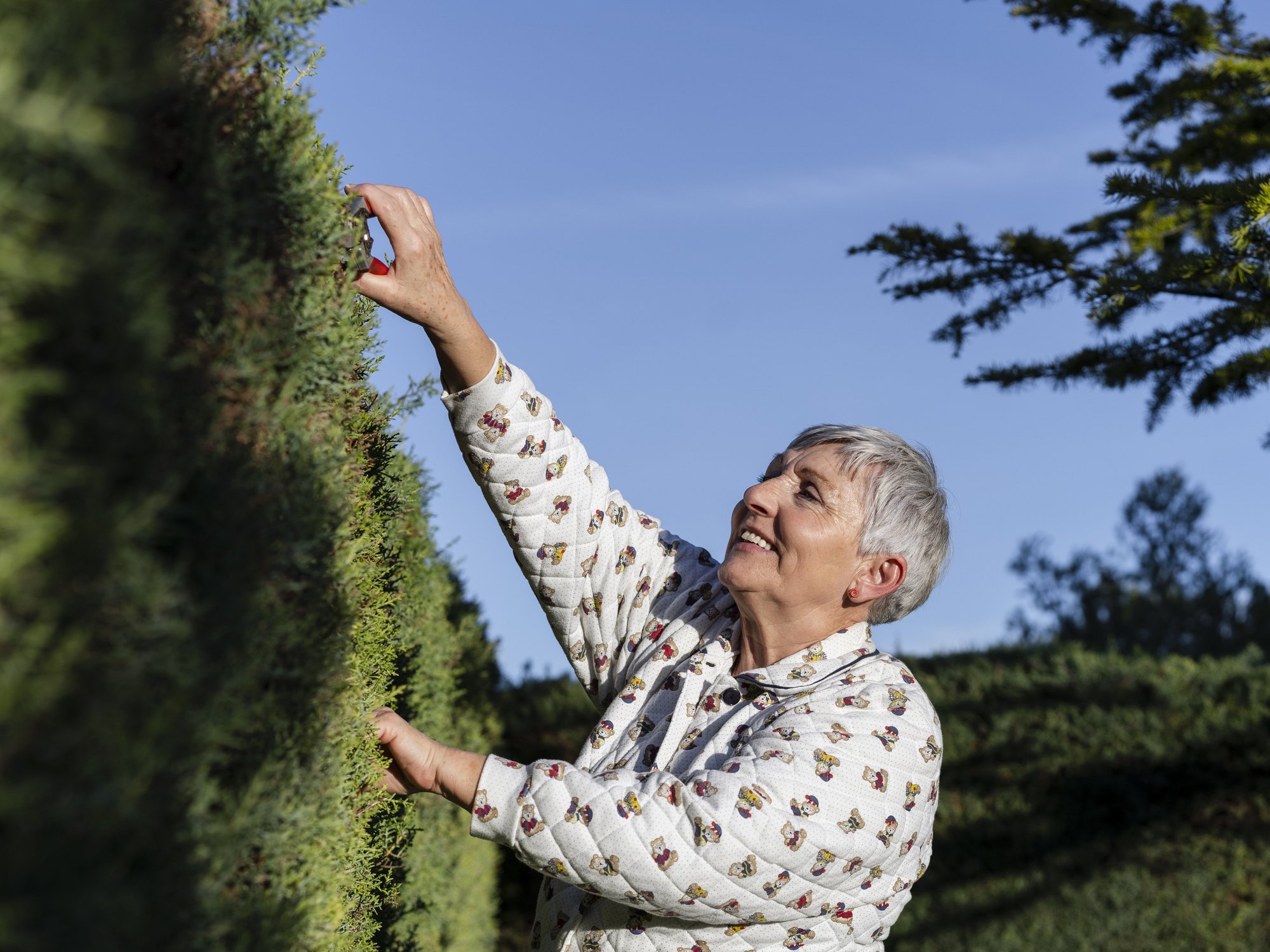 Grandmother vows to chain herself to hedge after neighbour threatens to cut it down