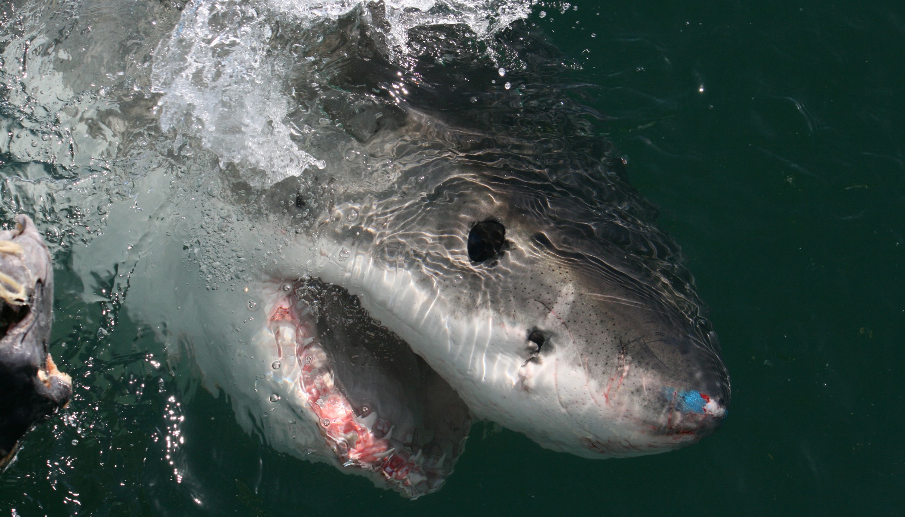 Ms Rees said 'sharks desperately need our help and protection'