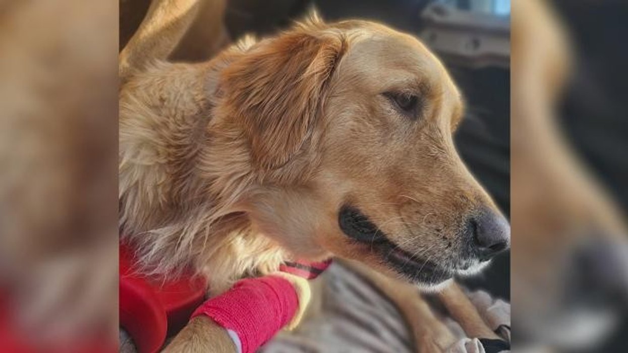 Man bitten by snakes 200 times could provide life-saving anti-venom breakthrough