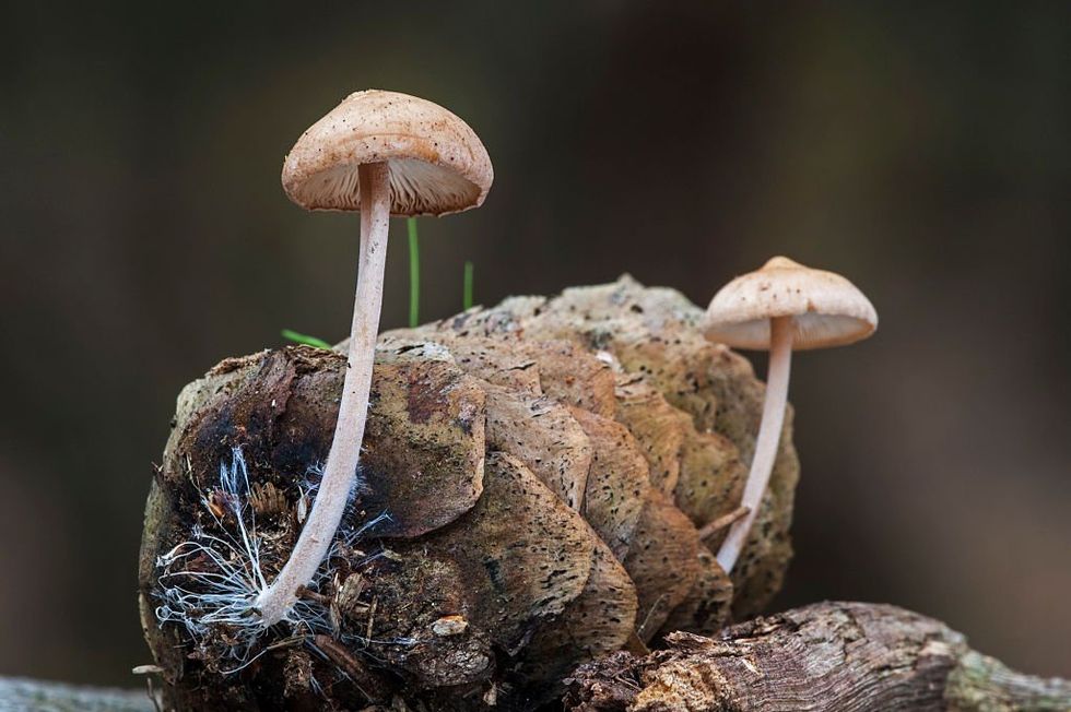 Mushroom