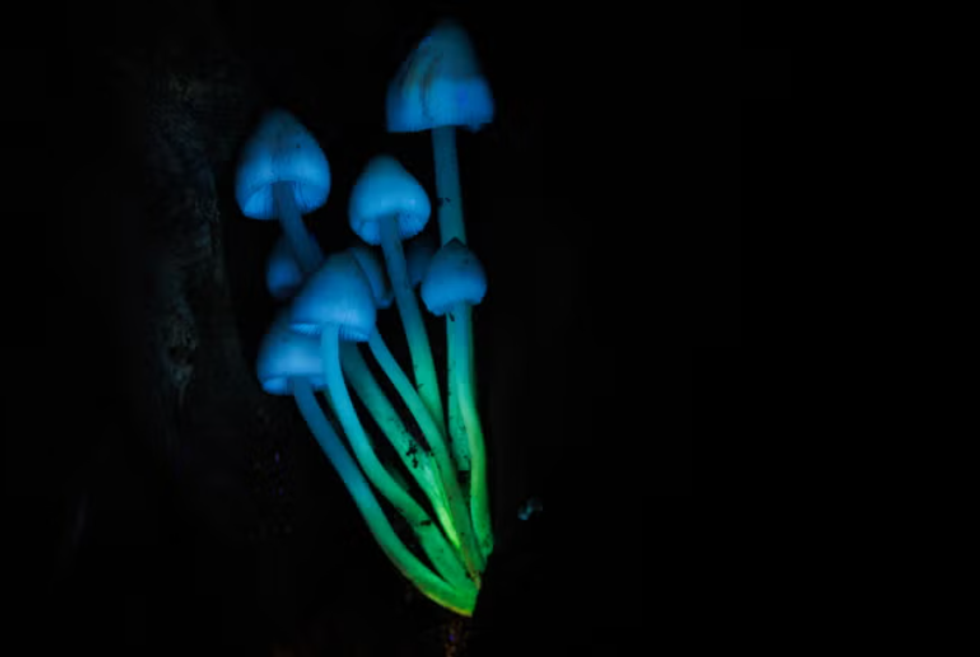 Mushrooms