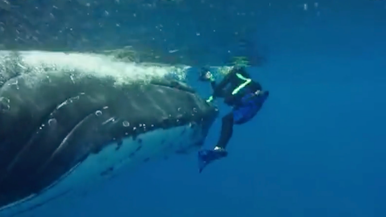 Nan Hauser with the humpback